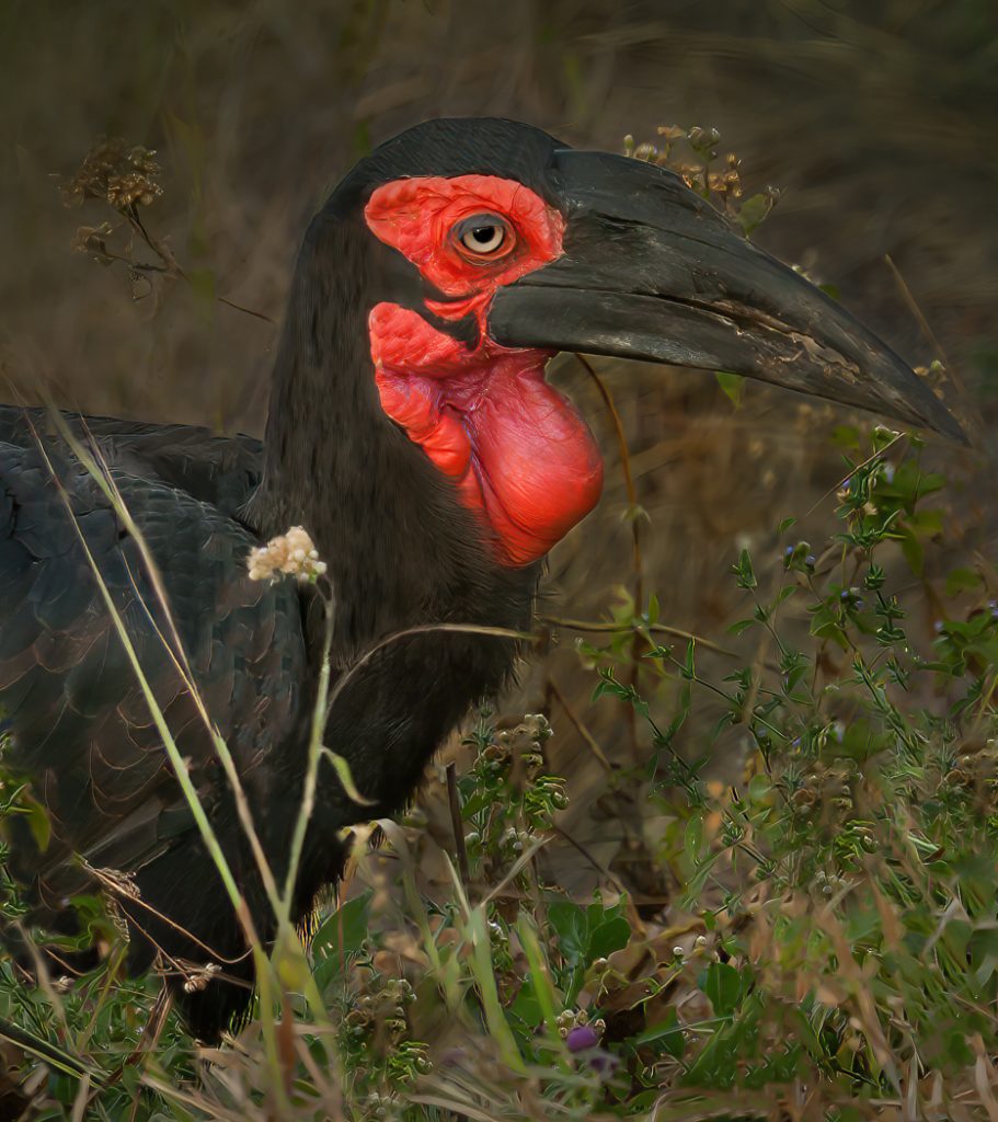 Southern Ground Hornbill - Judy Lanier